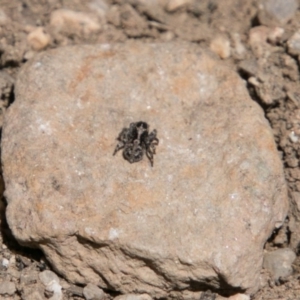 Salticidae (family) at Booth, ACT - 1 Nov 2017