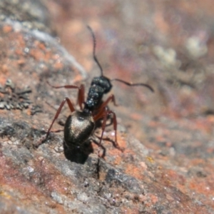 Dolichoderus scabridus at Booth, ACT - 1 Nov 2017