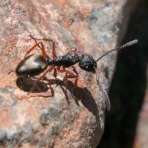 Dolichoderus scabridus at Booth, ACT - 1 Nov 2017 01:18 PM