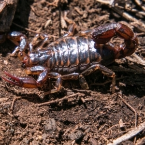 Cercophonius squama at Booth, ACT - 1 Nov 2017 01:36 PM