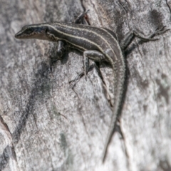 Pseudemoia spenceri (Spencer's Skink) at Booth, ACT - 1 Nov 2017 by SWishart