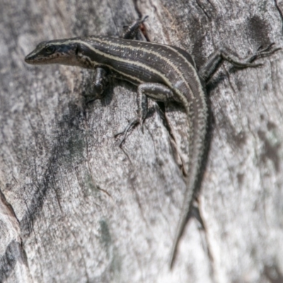 Pseudemoia spenceri (Spencer's Skink) at Namadgi National Park - 1 Nov 2017 by SWishart