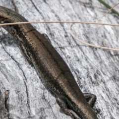 Pseudemoia entrecasteauxii (Woodland Tussock-skink) at Namadgi National Park - 1 Nov 2017 by SWishart