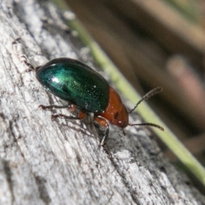 Calomela moorei (Acacia Leaf Beetle) at Booth, ACT - 1 Nov 2017 by SWishart