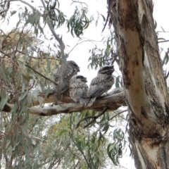 Podargus strigoides (Tawny Frogmouth) at Mount Painter - 26 Nov 2017 by CathB