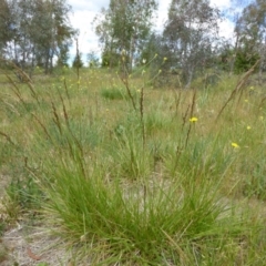 Lolium arundinaceum (Tall Fescue) at Molonglo Valley, ACT - 31 Oct 2017 by AndyRussell