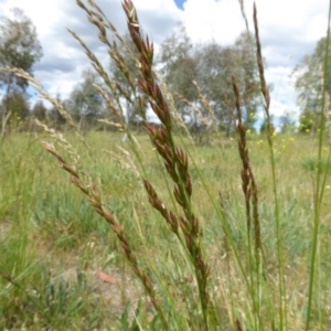 Lolium arundinaceum at Molonglo Valley, ACT - 31 Oct 2017