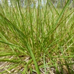 Lolium arundinaceum at Molonglo Valley, ACT - 31 Oct 2017