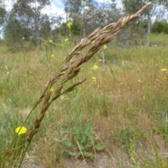 Lolium arundinaceum at Molonglo Valley, ACT - 31 Oct 2017