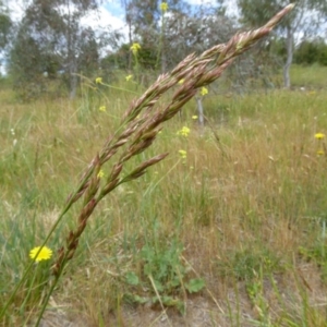 Lolium arundinaceum at Molonglo Valley, ACT - 31 Oct 2017