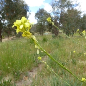 Sisymbrium officinale at Molonglo Valley, ACT - 31 Oct 2017