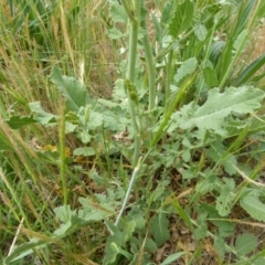 Sisymbrium officinale at Molonglo Valley, ACT - 31 Oct 2017 02:03 PM