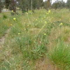 Sisymbrium officinale at Molonglo Valley, ACT - 31 Oct 2017 02:03 PM