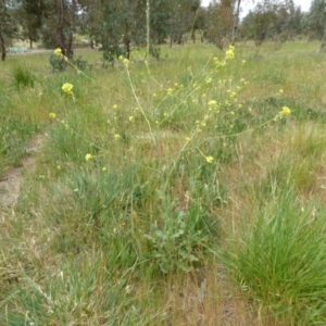 Sisymbrium officinale at Molonglo Valley, ACT - 31 Oct 2017