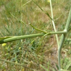 Sisymbrium officinale at Molonglo Valley, ACT - 31 Oct 2017 02:03 PM