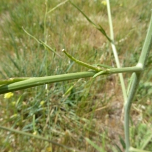 Sisymbrium officinale at Molonglo Valley, ACT - 31 Oct 2017 02:03 PM