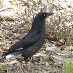 Strepera graculina (Pied Currawong) at Molonglo Valley, ACT - 31 Oct 2017 by AndyRussell