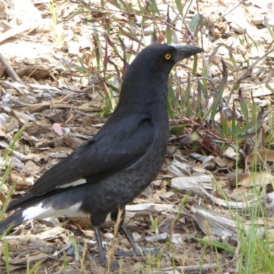 Strepera graculina (Pied Currawong) at Sth Tablelands Ecosystem Park - 31 Oct 2017 by AndyRussell