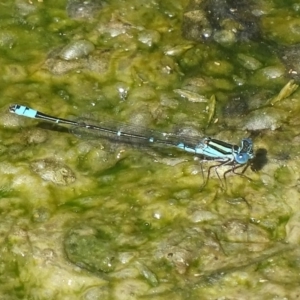 Austroagrion watsoni at Fyshwick, ACT - 27 Nov 2017