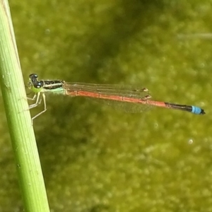 Ischnura aurora at Fyshwick, ACT - 27 Nov 2017