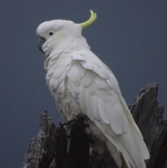 Cacatua galerita (Sulphur-crested Cockatoo) at Garran, ACT - 27 Nov 2017 by roymcd