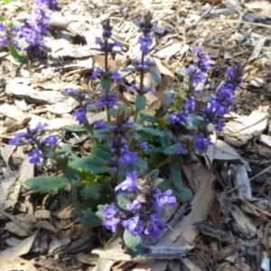 Ajuga australis at Molonglo Valley, ACT - 24 Nov 2017 10:30 AM