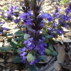 Ajuga australis at Molonglo Valley, ACT - 24 Nov 2017 10:30 AM