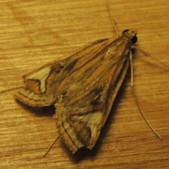 Strepsinoma foveata (Pyralid moth, Snout moth) at Greenway, ACT - 30 Oct 2017 by MichaelBedingfield