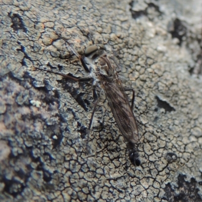 Cerdistus sp. (genus) (Slender Robber Fly) at Conder, ACT - 4 Nov 2017 by MichaelBedingfield