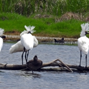 Platalea regia at Fyshwick, ACT - 23 Nov 2017