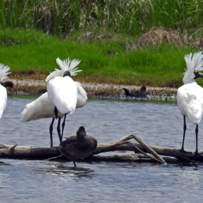 Platalea regia (Royal Spoonbill) at Jerrabomberra Wetlands - 23 Nov 2017 by RodDeb