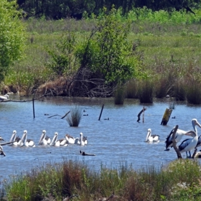 Pelecanus conspicillatus (Australian Pelican) at Jerrabomberra Wetlands - 9 Nov 2017 by RodDeb