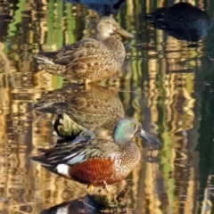 Spatula rhynchotis (Australasian Shoveler) at Jerrabomberra Wetlands - 11 Jun 2017 by RodDeb