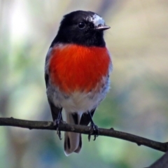 Petroica boodang (Scarlet Robin) at Paddys River, ACT - 27 Mar 2017 by RodDeb