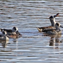 Malacorhynchus membranaceus (Pink-eared Duck) at Jerrabomberra Wetlands - 13 Jul 2017 by RodDeb