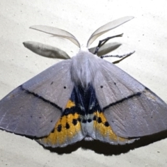 Gastrophora henricaria (Fallen-bark Looper, Beautiful Leaf Moth) at QPRC LGA - 23 Nov 2017 by Whirlwind