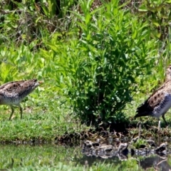 Gallinago hardwickii (Latham's Snipe) at Fyshwick, ACT - 10 Nov 2017 by RodDeb