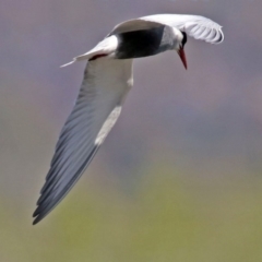 Chlidonias hybrida (Whiskered Tern) at Jerrabomberra Wetlands - 29 Sep 2017 by RodDeb