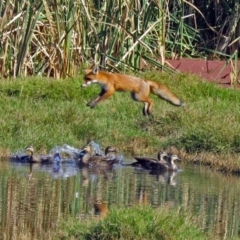 Vulpes vulpes (Red Fox) at Jerrabomberra Wetlands - 16 Apr 2017 by RodDeb