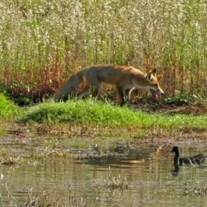 Vulpes vulpes at Fyshwick, ACT - 17 Apr 2017 12:00 AM