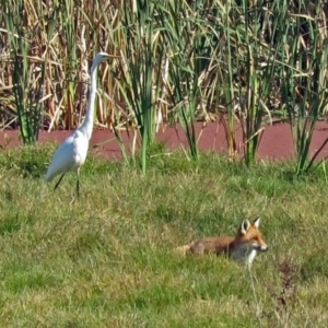 Vulpes vulpes at Fyshwick, ACT - 17 Apr 2017 12:00 AM