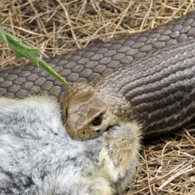 Pseudonaja textilis (Eastern Brown Snake) at Jerrabomberra Wetlands - 2 Mar 2017 by RodDeb