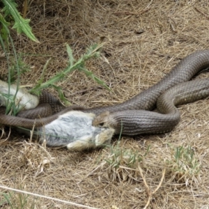 Pseudonaja textilis at Fyshwick, ACT - 2 Mar 2017