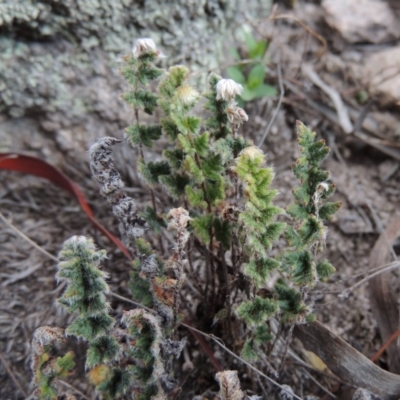 Cheilanthes distans (Bristly Cloak Fern) at Conder, ACT - 4 Nov 2017 by michaelb