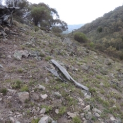 Vittadinia muelleri (Narrow-leafed New Holland Daisy) at Rob Roy Range - 4 Nov 2017 by michaelb