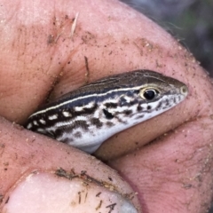 Ctenotus robustus (Robust Striped-skink) at Jerrabomberra, NSW - 27 Nov 2017 by Wandiyali