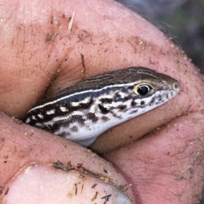 Ctenotus robustus (Robust Striped-skink) at Wandiyali-Environa Conservation Area - 27 Nov 2017 by Wandiyali