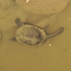 Chelodina longicollis at Jerrabomberra, NSW - 21 Nov 2017