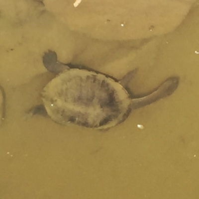 Chelodina longicollis (Eastern Long-necked Turtle) at Wandiyali-Environa Conservation Area - 21 Nov 2017 by Wandiyali