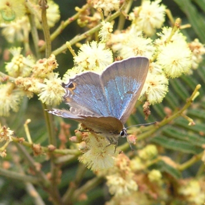 Jalmenus icilius (Amethyst Hairstreak) at Kambah, ACT - 28 Nov 2017 by MatthewFrawley